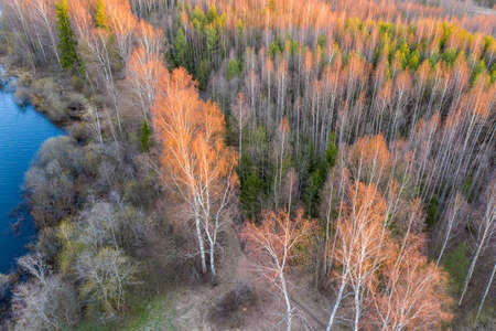 Bright orange tops of birches in the rays of the setting sun, photo taken from a drone.の写真素材
