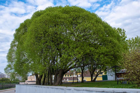 Spherical green crown of a spreading tree in an urban interior, Ivanovo, Russia.