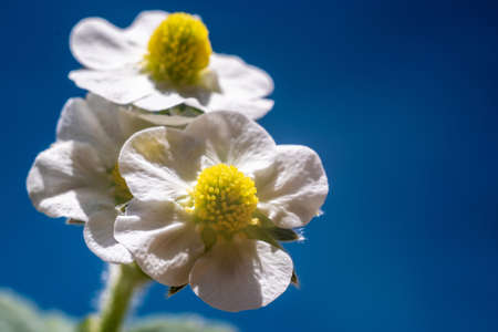 Yellow and white strawberry flowers on a blue background, close-up photo.の写真素材