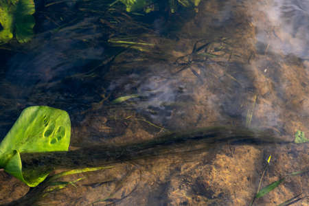 Developing long algae in a stream of water in the rays of sunlight, close-up photo.の写真素材