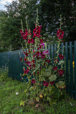 Tall red flowers Mallow near a wooden fence against a background of green trees, Russia.の写真素材