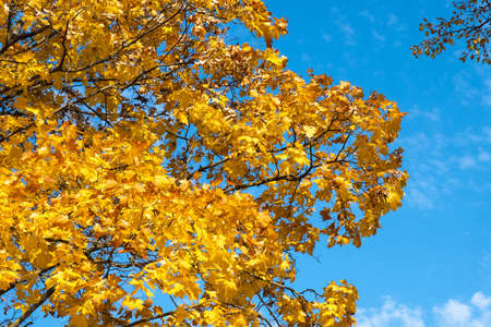Bright golden yellow maple leaves against the blue sky on an autumn sunny day.の写真素材