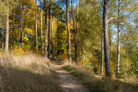 Narrow path in the autumn pine forest on a sunny day, Russia.