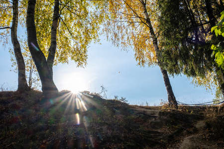 Birch trees standing on the edge of a steep cliff in the harsh rays of the sun on an autumn day.の写真素材