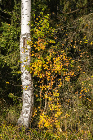 White birch trunk and bright yellow leaves of a small birch on a Sunny autumn day.の写真素材