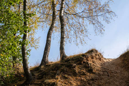 Uneven birch trunks on the edge of a steep cliff and against the blue sky on a Sunny autumn day.