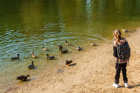 City of Kokhma, Ivanovo region, Russia-03.10.2020: a Girl on the river Bank and a flock of ducks on an autumn day in the city of Kokhma, Ivanovo region, Russia.のeditorial素材