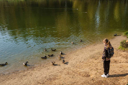City of Kokhma, Ivanovo region, Russia-03.10.2020: a Girl on the river Bank and a flock of ducks on an autumn day in the city of Kokhma, Ivanovo region, Russia.のeditorial素材