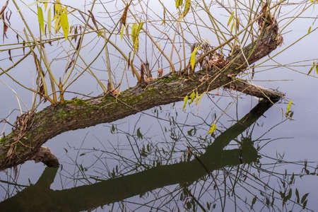 The trunk of an old tree with young shoots is reflected in the calm water of the river on a cloudy...