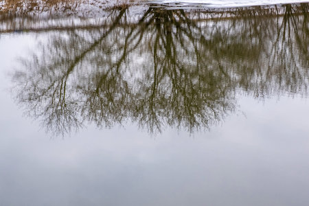 Reflection in the water of tree branches without leaves on a cloudy autumn day.の写真素材