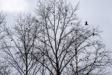 A large flock of crows on the branches of tall trees against a cloudy sky on an autumn day.の写真素材