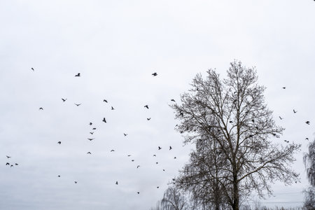 A large flock of crows on the branches of tall trees against a cloudy sky on an autumn day.の写真素材