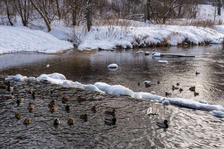 A flock of ducks swims in a winter river on a sunny day, Russia.の写真素材