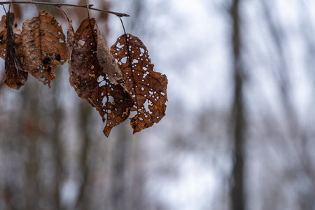 Orange holey last year's leaves on a blurry gray background, photo taken close-up.の写真素材