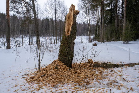 Rotten trunk of a thick tree on the edge of the forest on a winter day, Russia.