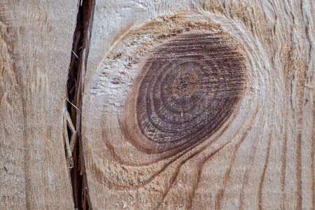 Beautiful texture of a tree with a knot in the section, taken close-up.