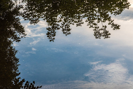 Reflection of bushes and blue sky with white clouds in a large puddle.