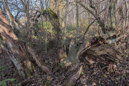 The remains of the trunk of an old rotted tree, scattered on the ground, taken in close-up.