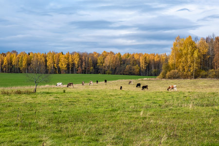 A small herd of cows grazing in a field on an autumn cloudy day, Russia.の写真素材