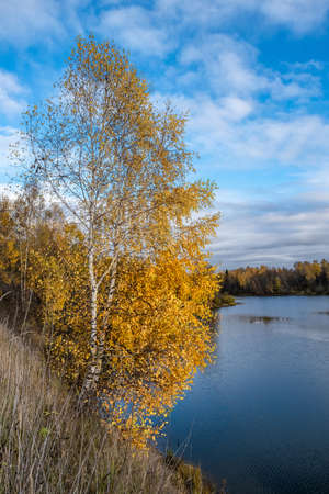 A lonely birch with yellow leaves on a steep river bank on an autumn day, Russia.の写真素材
