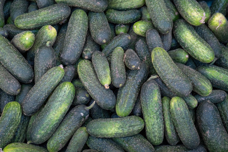 fresh green garden cucumberの写真素材