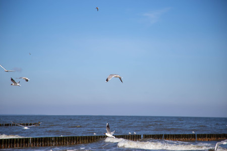 white Seagulls fly on the beach of Zempinの写真素材