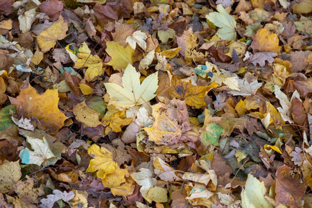 autumn leaves and foliage