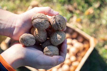 Children's hands hold many walnuts outdoor