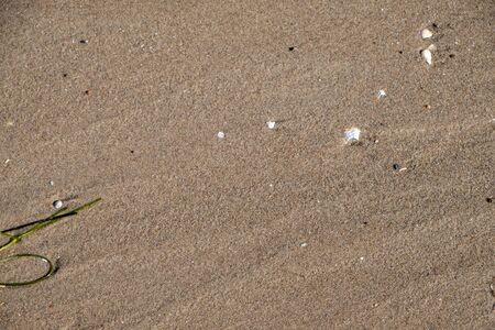 washed sand with washed shells