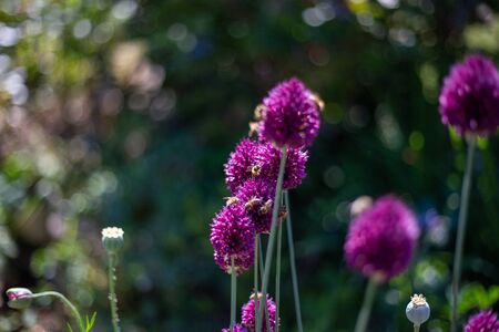 many wild bees collect on purple ornamental garlic pollen for honey