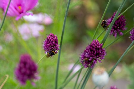 many wild bees collect on purple ornamental garlic pollen for honeyの写真素材