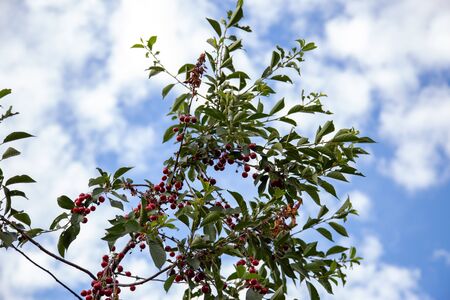 ripe sour cherries on the tree in summer