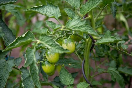 home-grown unripe green tomatoes in the garden on the bush