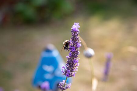 a wonderful bumblebee with lots of pollen on its back sits on a lavender and collectsの写真素材