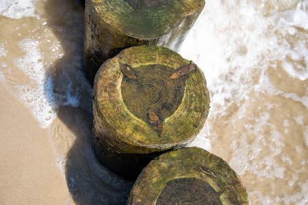 Top view of groynes on the Baltic Sea with algae on a sunny dayの写真素材
