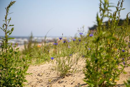 The view through grass and thistles over the dune to the beach of Zempin on the island Usedom on a sunny dayの写真素材