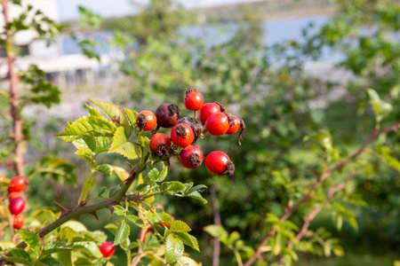 A Rosehip, wide for pickingの写真素材