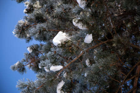 A tree with snowy branches against a blue sky in winter