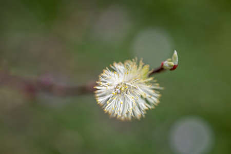 Very young willow catkins blossom in spring