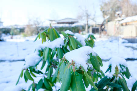 Rhododendron covered with snow in winter daytimeの写真素材