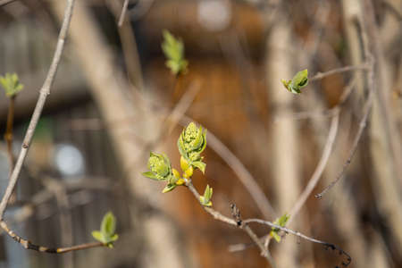 First delicate blossom grows on the branches of the apple tree in spring
