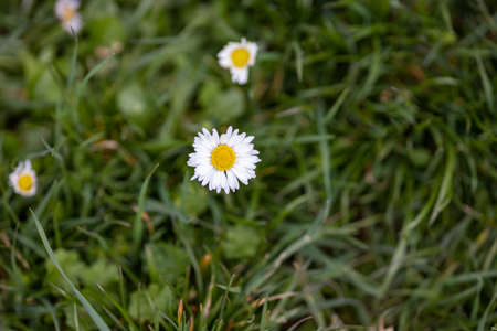 Many small daisies bloom in the meadow in spring or summer
