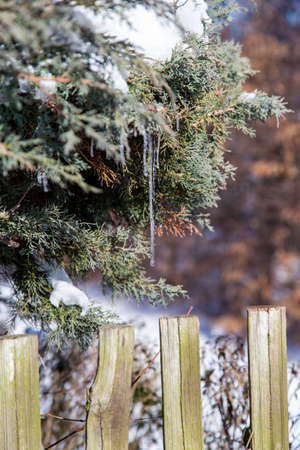 Wonderful icicles hanging from the branch of a coniferous tree in the garden in winter