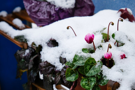 Cyclamen covered with snow in winterの写真素材