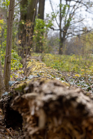A fallen tree with moss in the forest in summer