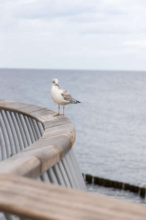 A white seagull sits on the railing of the new pier in Koserow on the island of Usedom.の写真素材