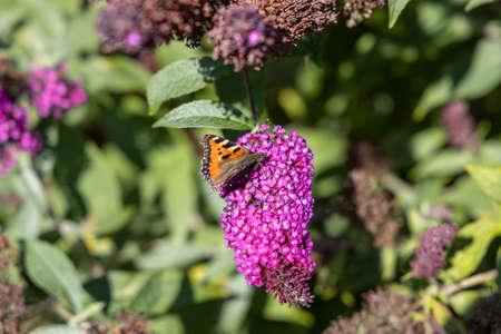 A wonderful butterfly, peacock butterfly, sits on a lilac and enjoys the sun.