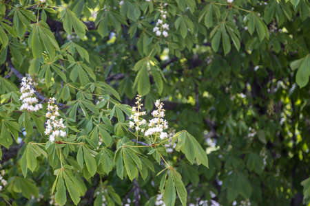 The wonderful flowers of a chestnut in spring
