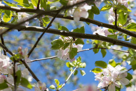 A bee collects pollen in flowers of a old sour cherry treeの写真素材
