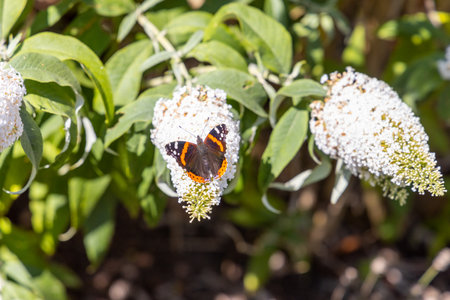 A wonderful butterfly, peacock butterfly, sits on a lilac and enjoys the sun.